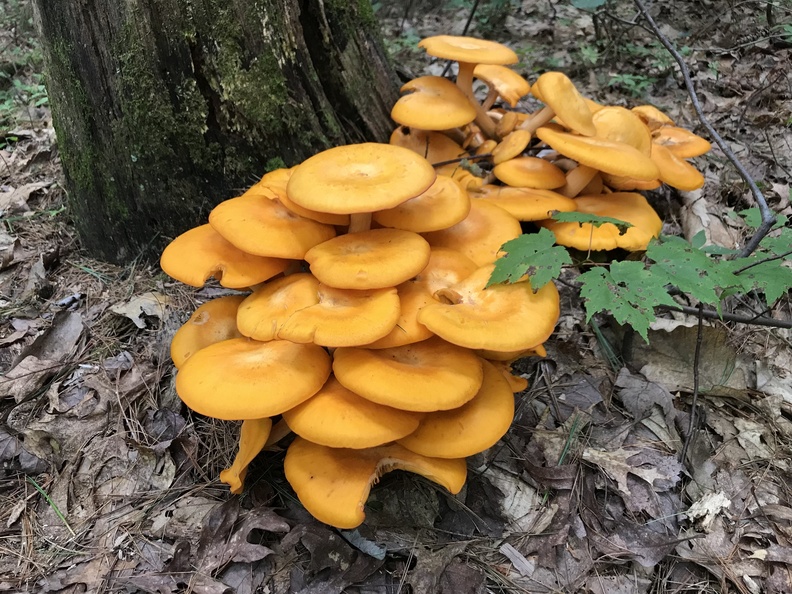 Eastern American Jack-O’-Lantern (Omphalotus illudens) 3